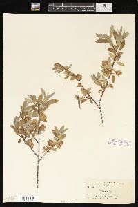 Salix geyeriana image