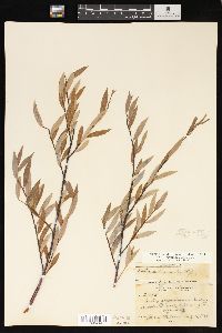 Salix geyeriana image