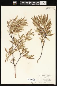 Salix geyeriana image