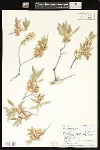 Salix geyeriana image