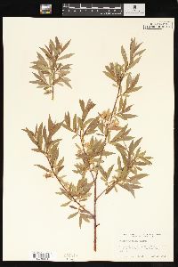 Salix geyeriana image