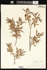 Salix geyeriana image