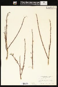 Salix geyeriana image