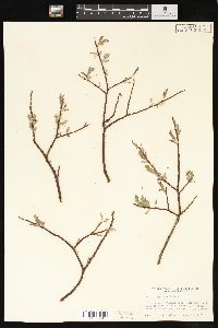 Salix geyeriana image