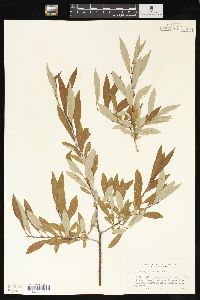 Salix geyeriana image