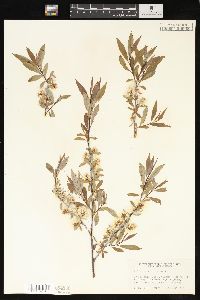 Salix geyeriana image