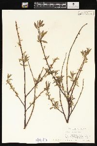 Salix geyeriana image