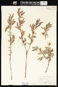 Salix geyeriana image