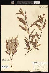 Salix geyeriana image