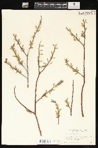 Salix geyeriana image