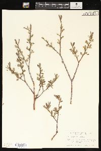 Salix geyeriana image