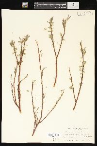 Salix geyeriana image