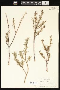 Salix geyeriana image