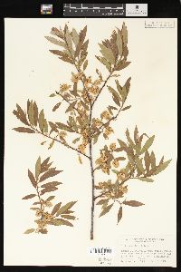 Salix geyeriana image