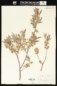 Salix geyeriana image