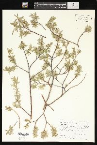 Salix geyeriana image