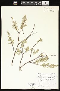 Salix geyeriana image