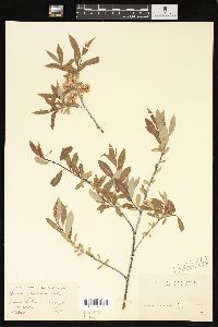 Salix geyeriana image