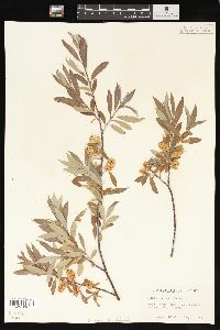 Salix geyeriana image