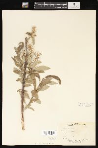 Salix glauca image