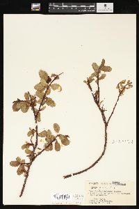 Salix glauca image