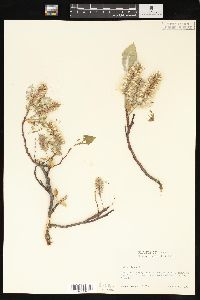 Salix glauca image