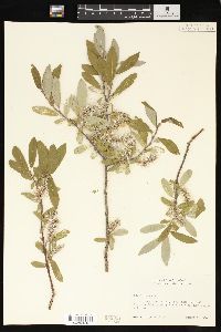 Salix glauca image