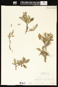 Salix glauca image