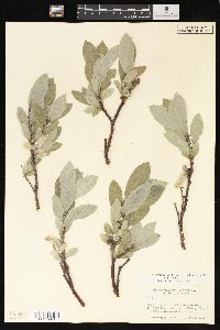 Salix glauca image