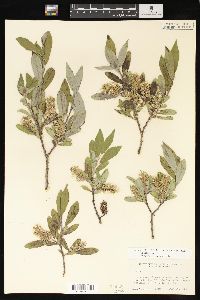 Salix glauca image