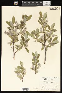 Salix glauca image