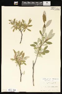 Salix glauca image