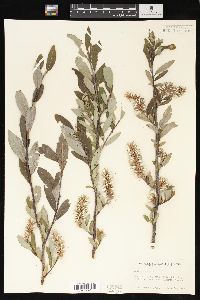 Salix glauca image