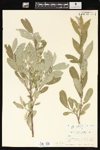 Salix glauca image