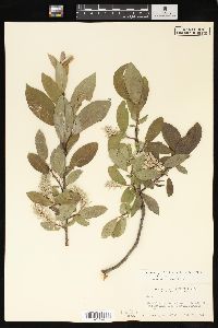 Salix glauca image