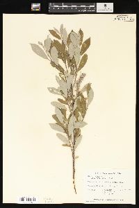 Salix glauca image