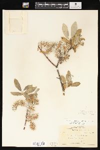 Salix glauca image