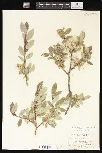 Salix glauca image