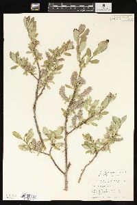 Salix glauca image