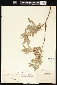 Salix glauca image