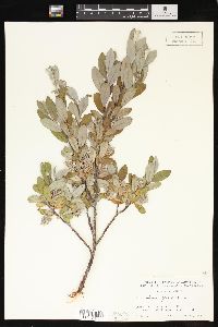 Salix glauca image