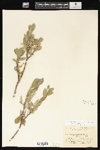 Salix glauca image