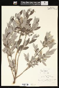 Salix glauca image