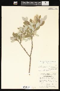 Salix glauca image