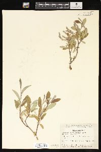 Salix glauca image