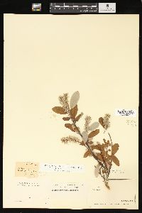 Salix glauca image