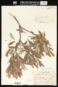 Salix glauca image