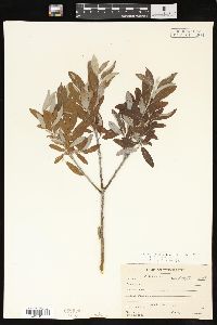 Salix glauca image