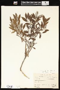 Salix glauca image