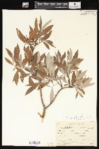 Salix glauca image